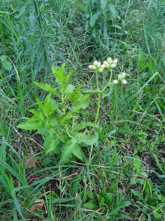 Conyza steudelii leaf