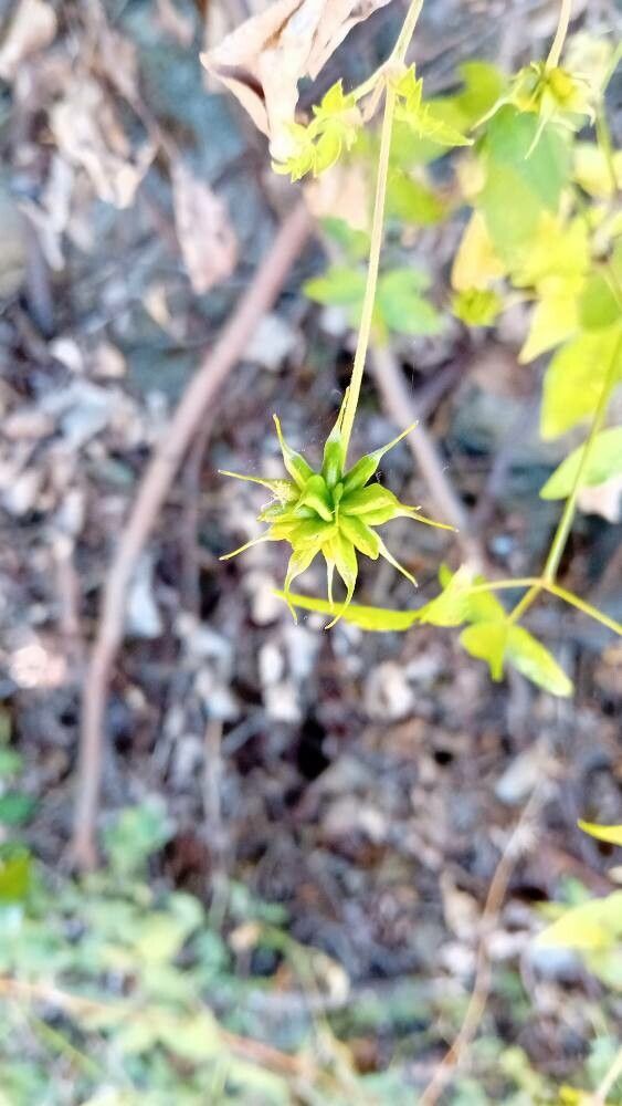 Clematis campaniflora fruit