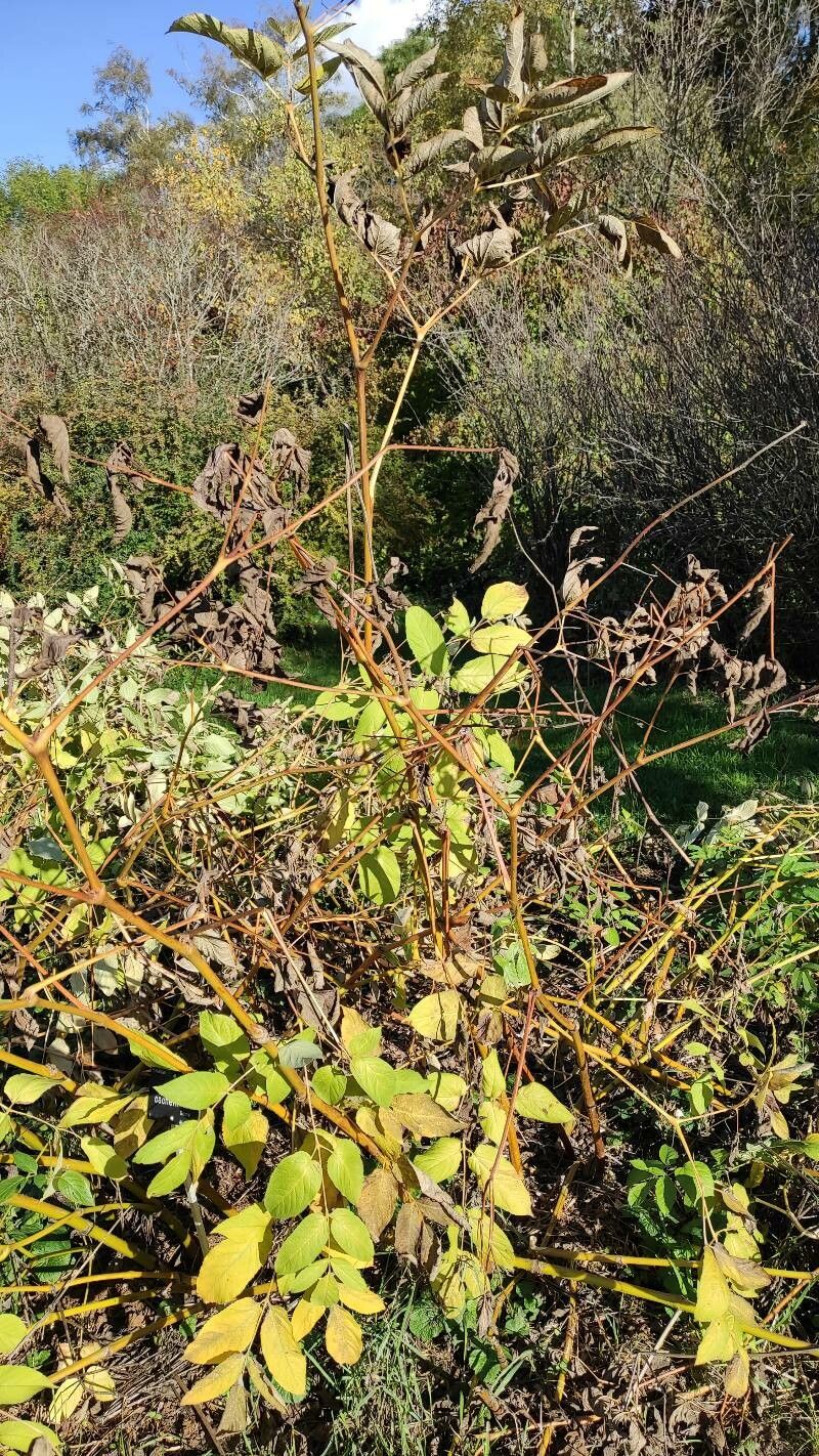 Aralia cachemirica habit