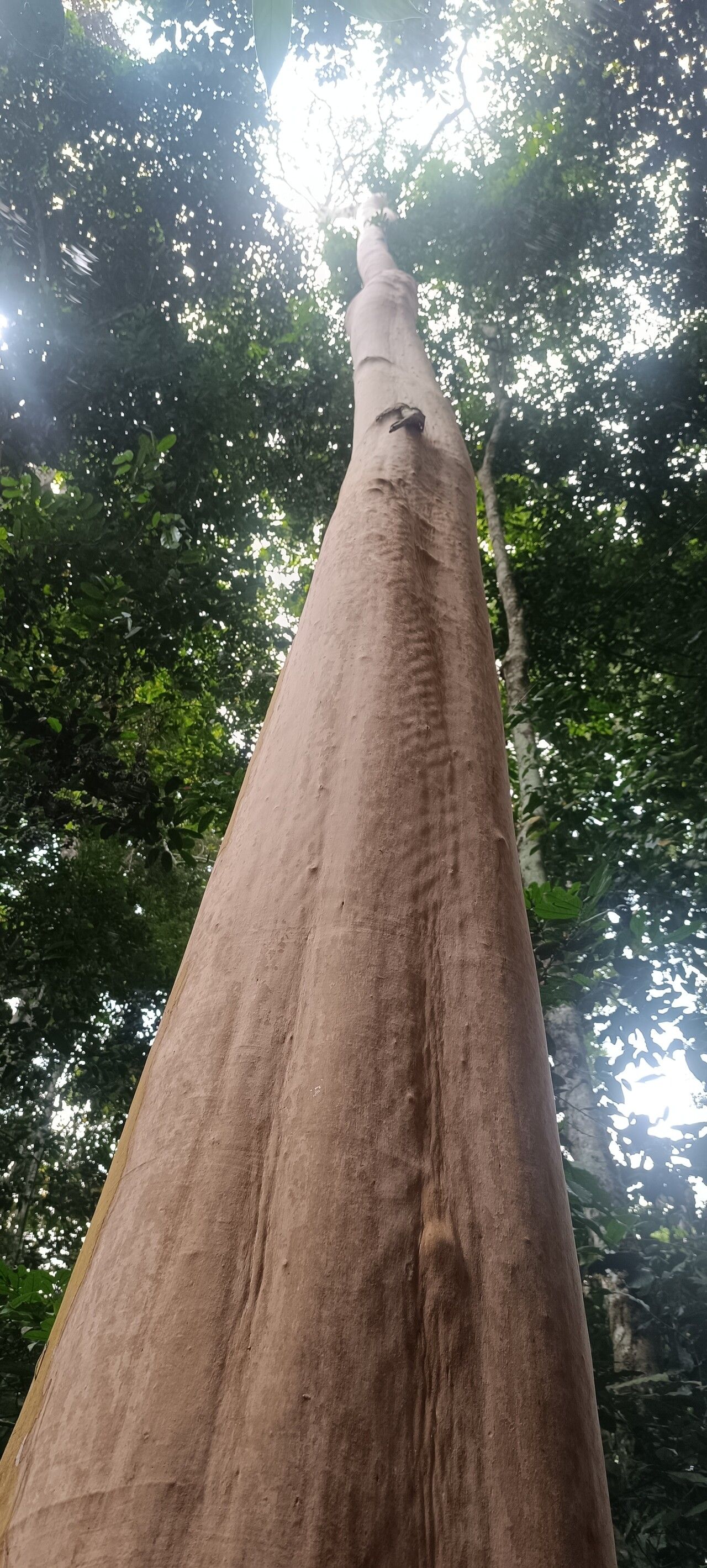 Diospyros whitei fruit