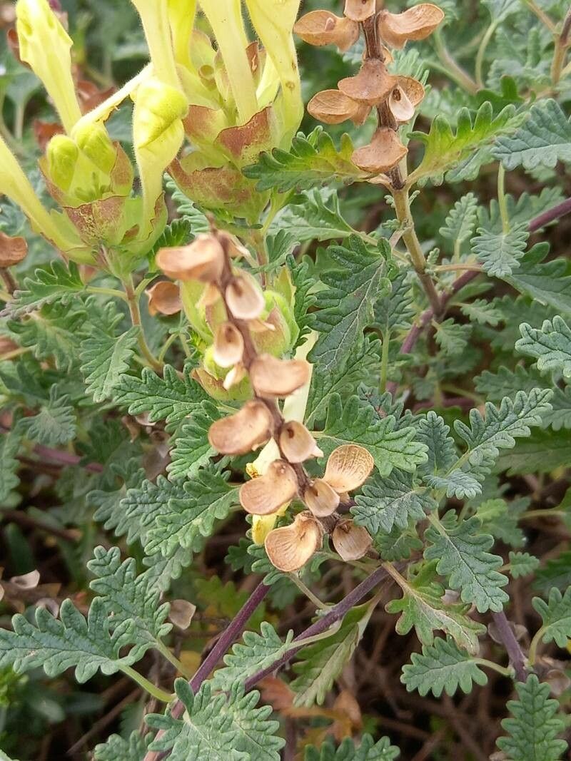 Scutellaria orientalis fruit