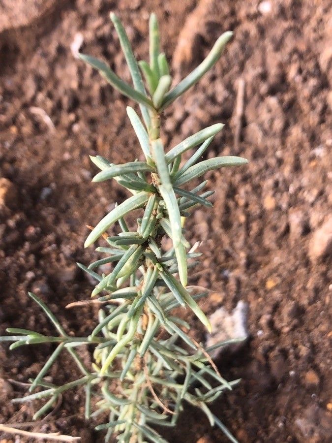 Fumana ericoides — related species from the same genus