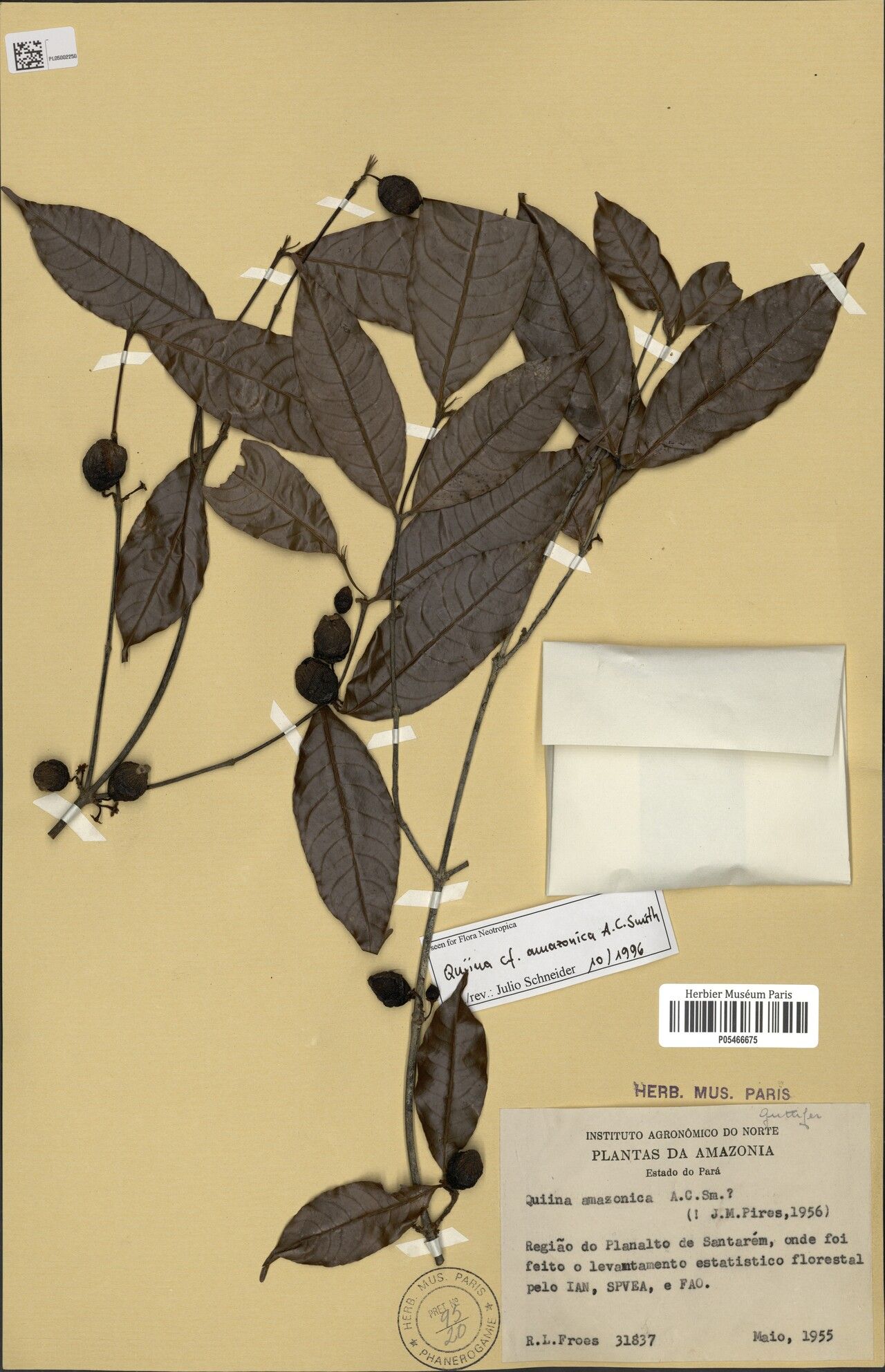 Quiina berryi — related species from the same genus