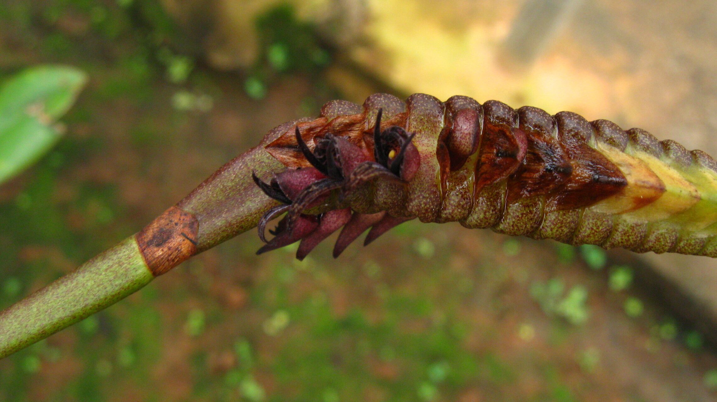 Bulbophyllum imbricatum flower