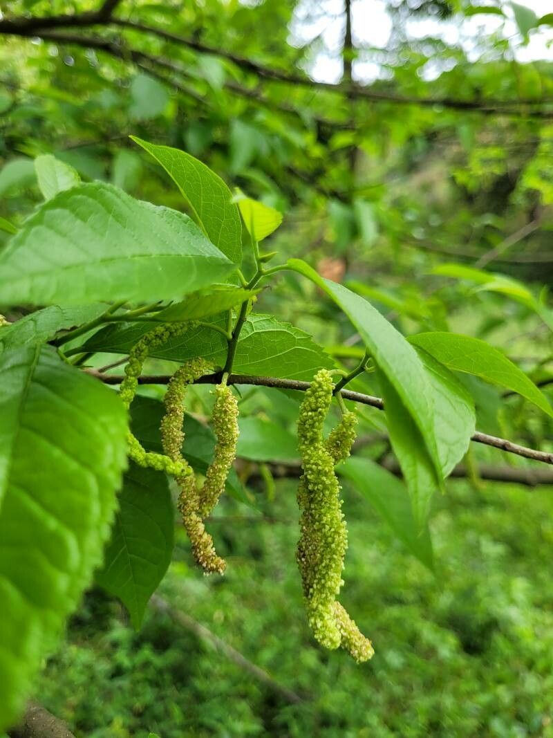 Maclura tinctoria flower