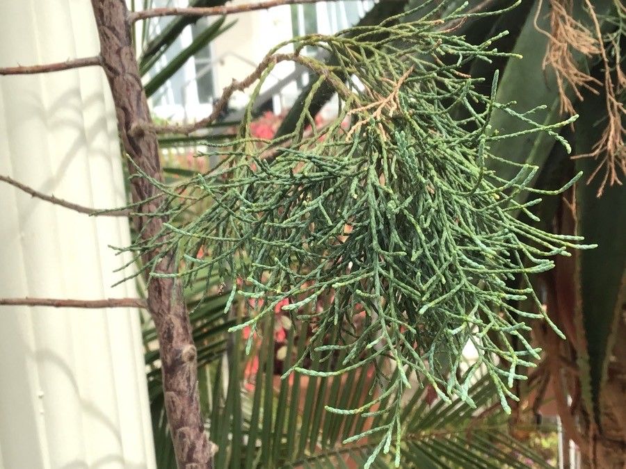 Widdringtonia nodiflora — search result for 'Cupressaceae'