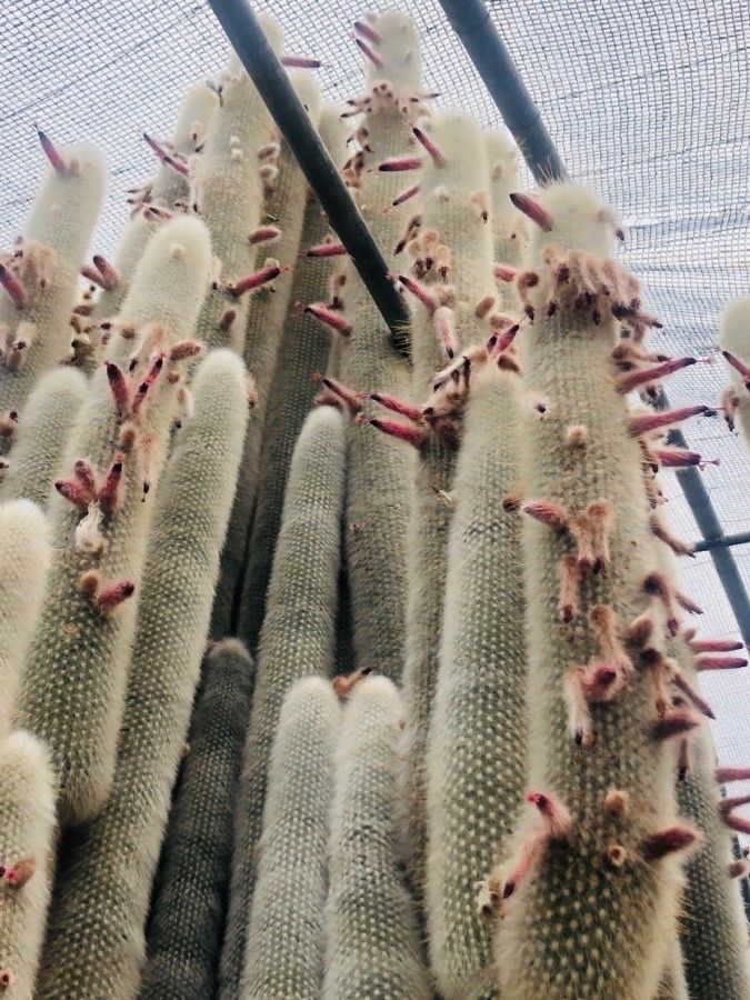 Parodia tuberculata — search result for 'Parodia'