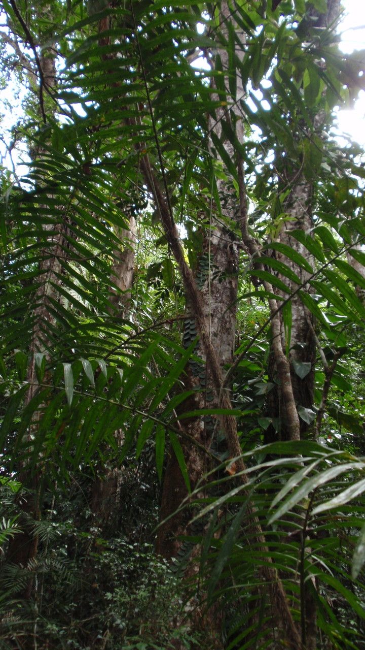 Calamus australis bark