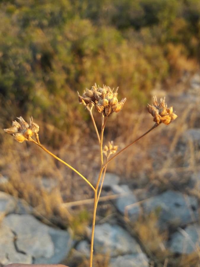 Linum strictum fruit