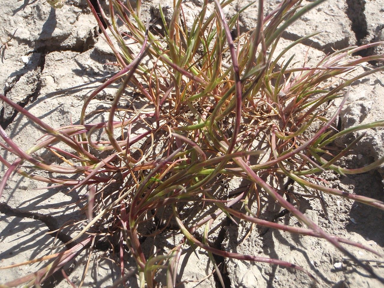 Parapholis cylindrica habit
