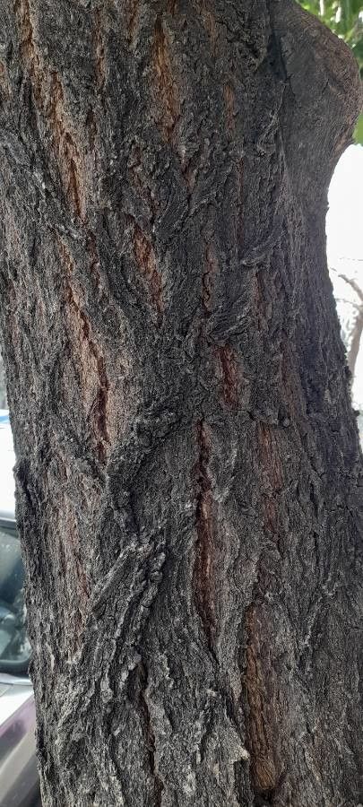 Handroanthus impetiginosus bark