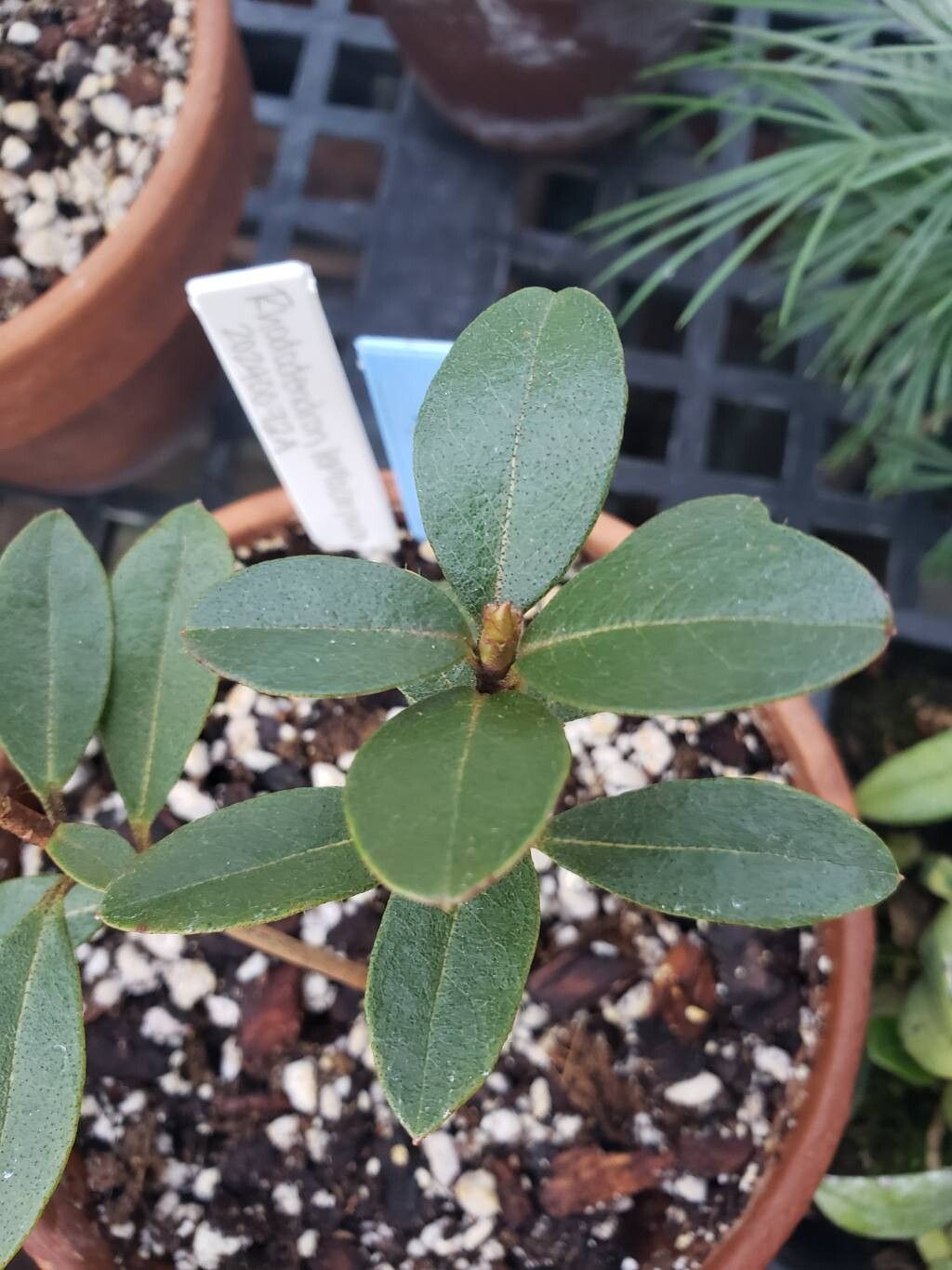 Rhododendron leptocarpum — houseplant care guide