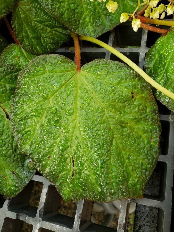 Begonia phyllomaniaca leaf