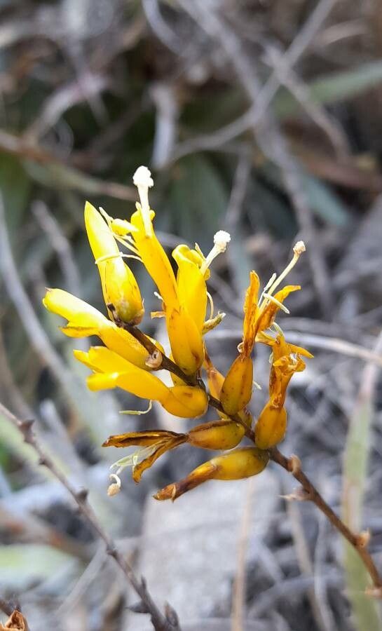 Deuterocohnia longipetala flower