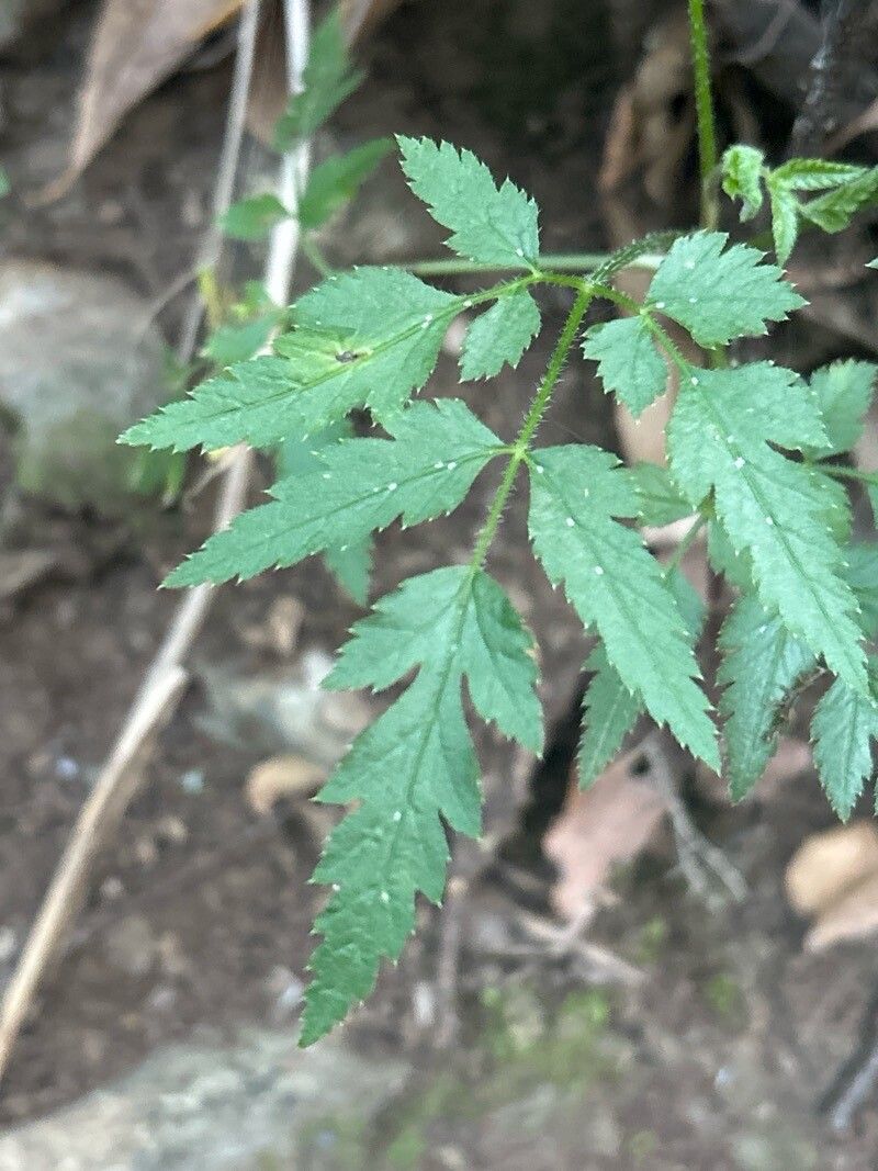 Daucus elegans — search result for 'Daucus'