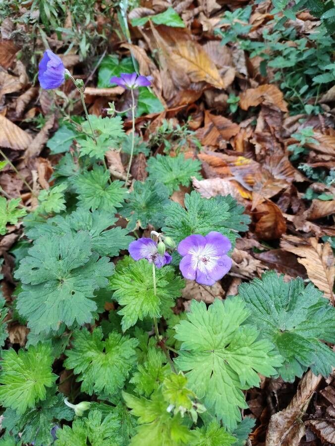 Geranium sylvaticum flower