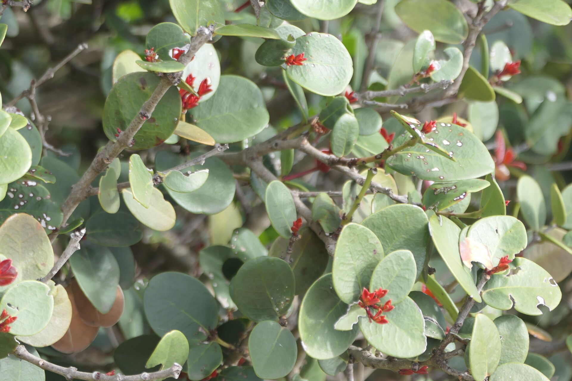 Maurocenia frangularia bark