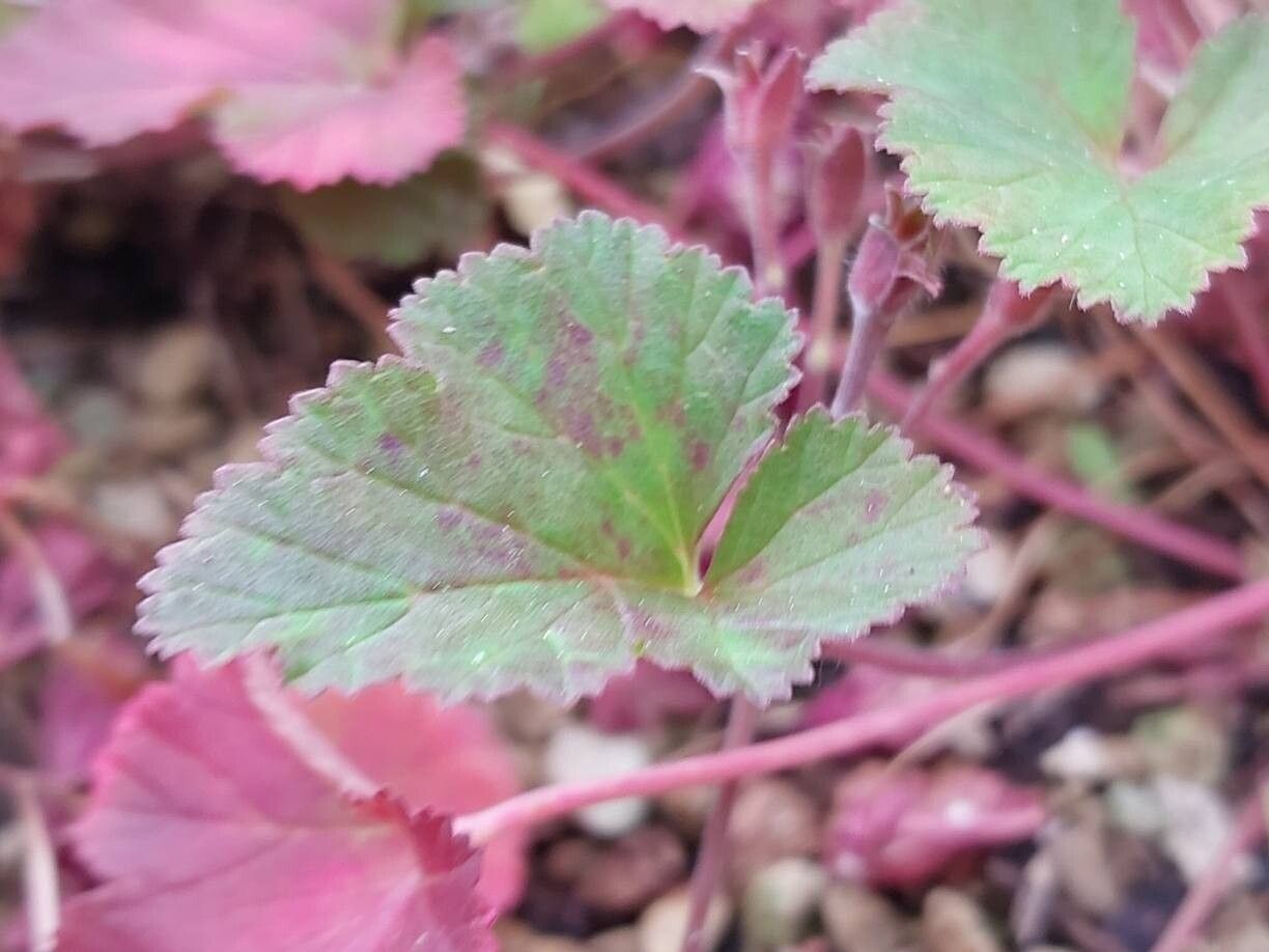 Pelargonium littorale — houseplant care guide