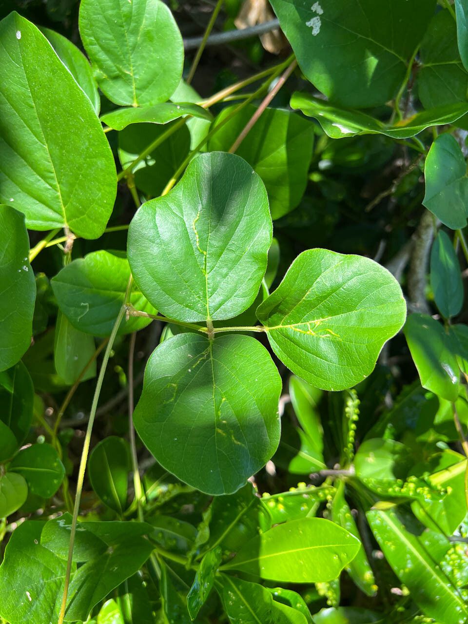 Canavalia rosea — salt tolerant houseplant