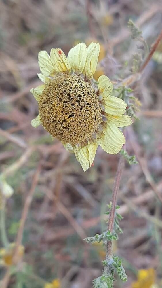 Anacyclus radiatus fruit