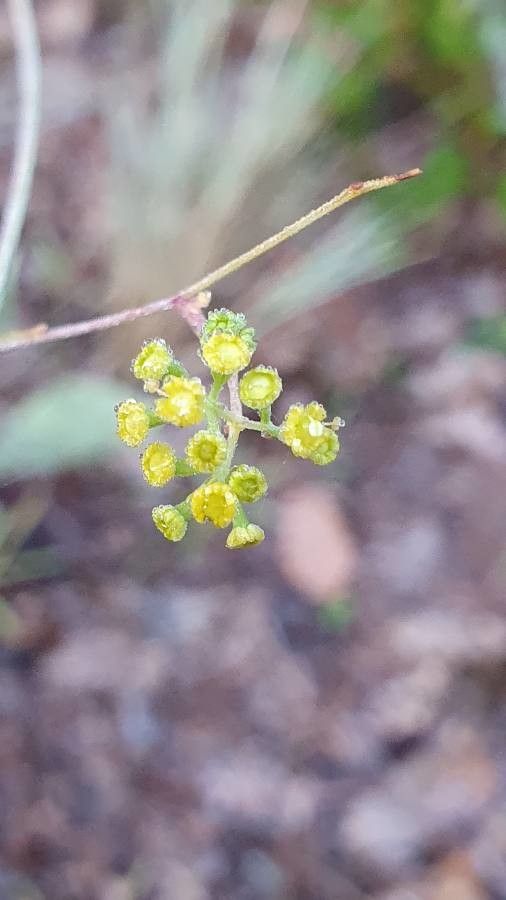 Bupleurum rigidum flower