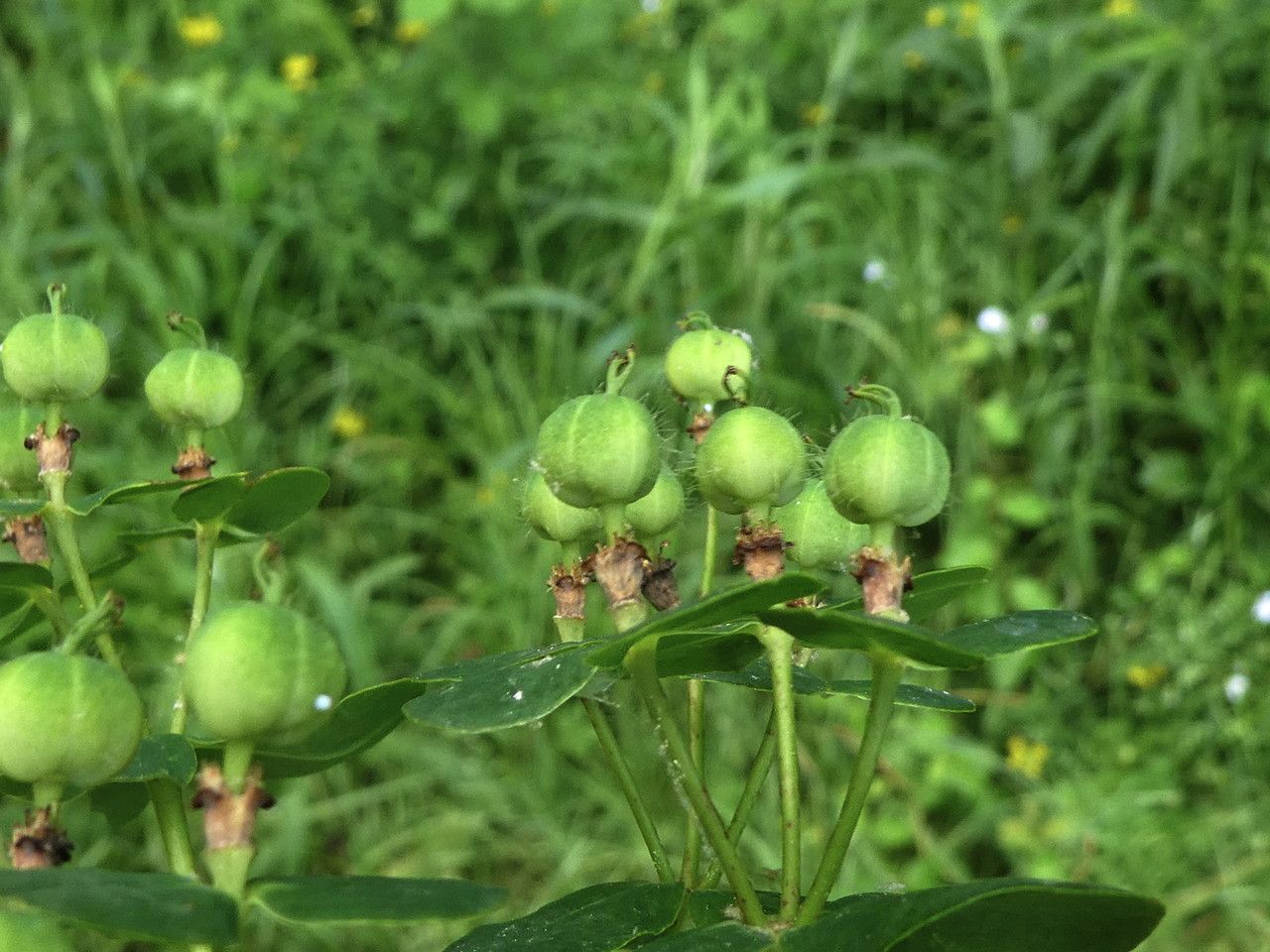 Euphorbia illirica fruit