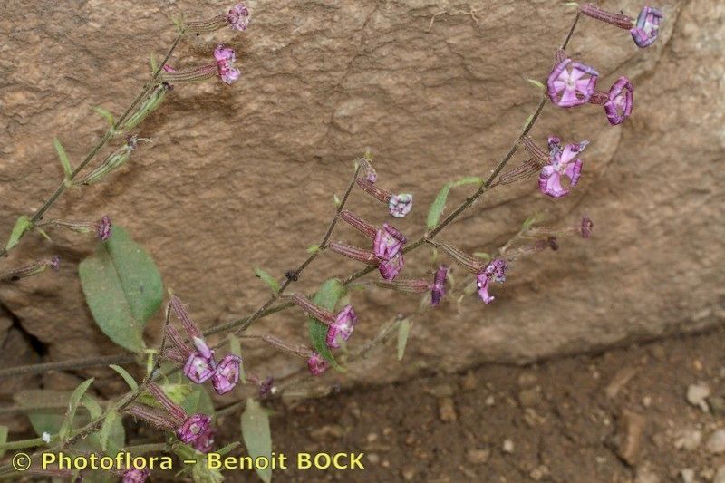 Silene virescens habit