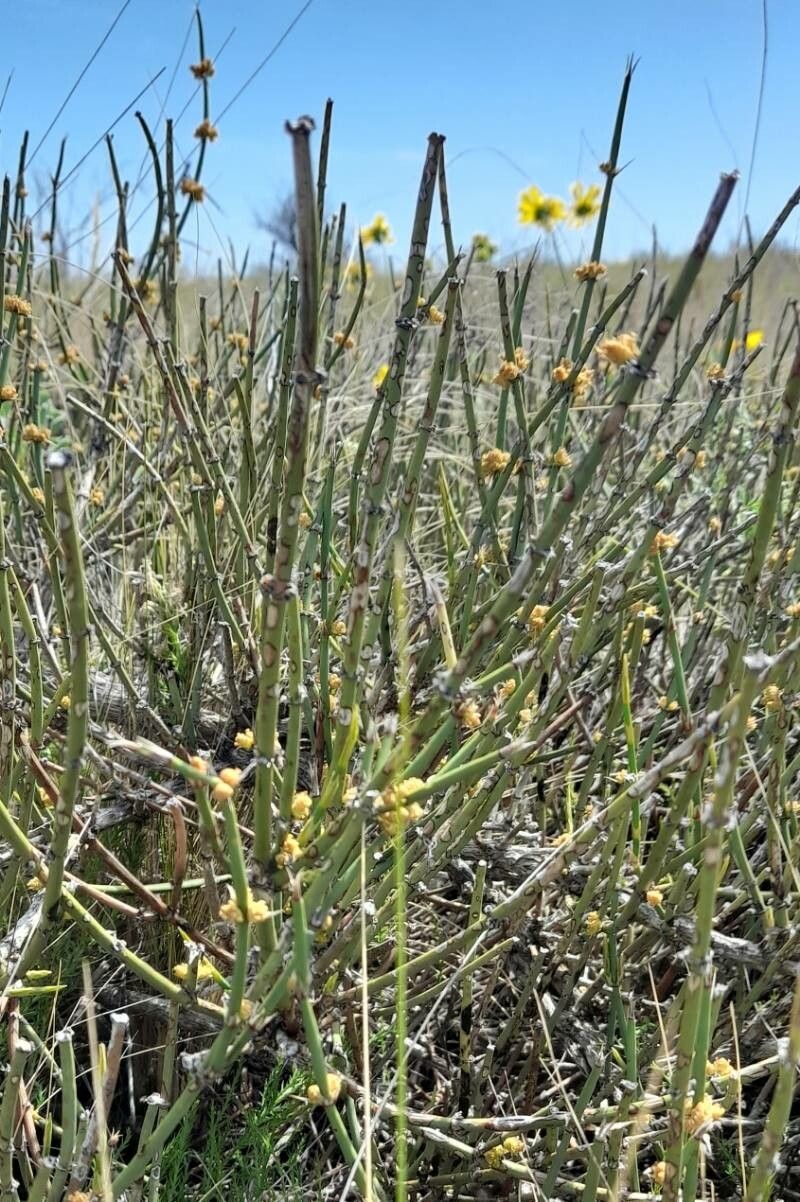 Ephedra ochreata habit