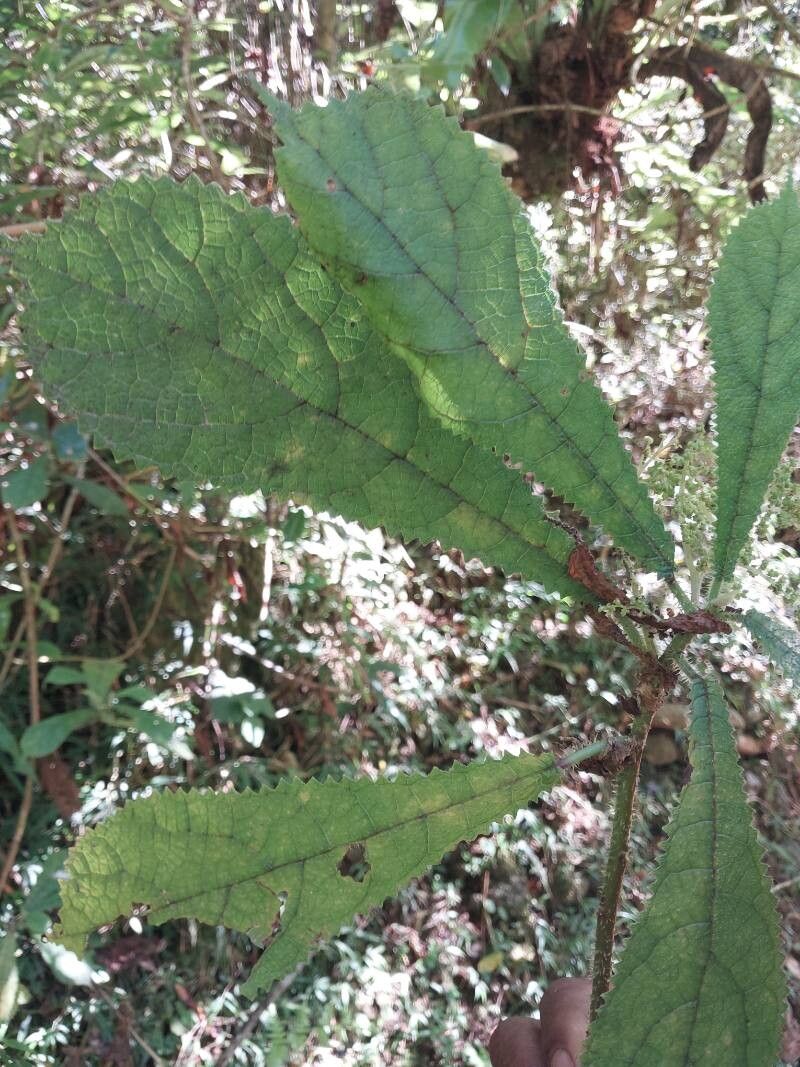 Laportea humblotii — search result for 'Laportea'