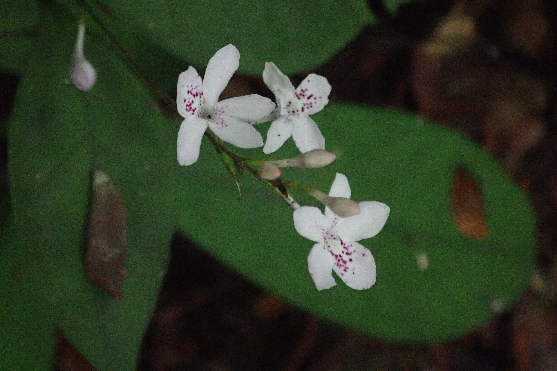 Pseuderanthemum tunicatum flower
