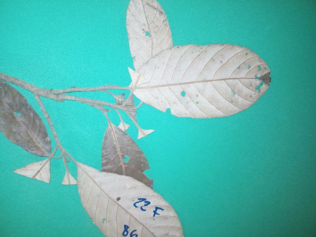 Pouteria filipes — houseplant care guide