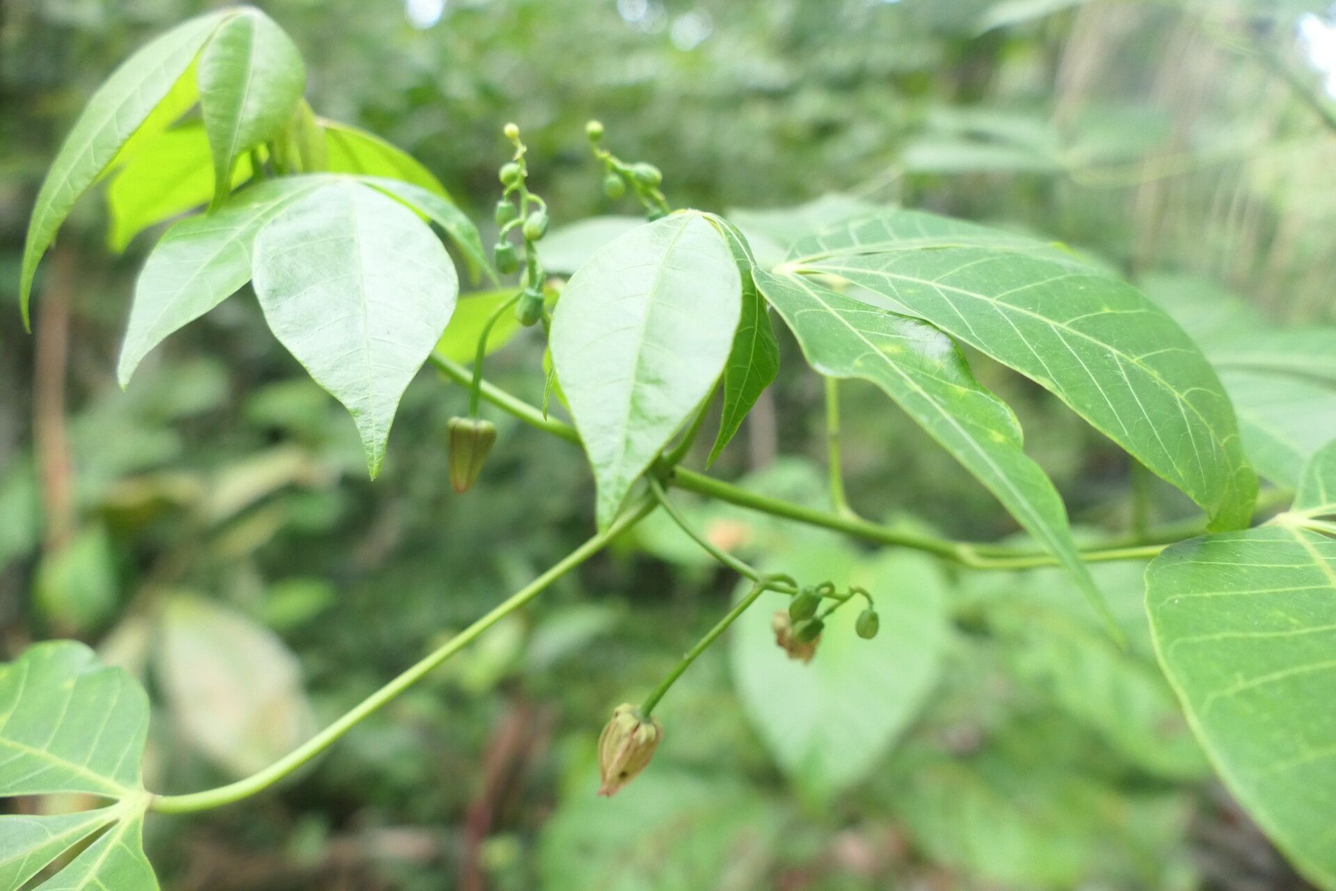 Manihot brachyloba fruit