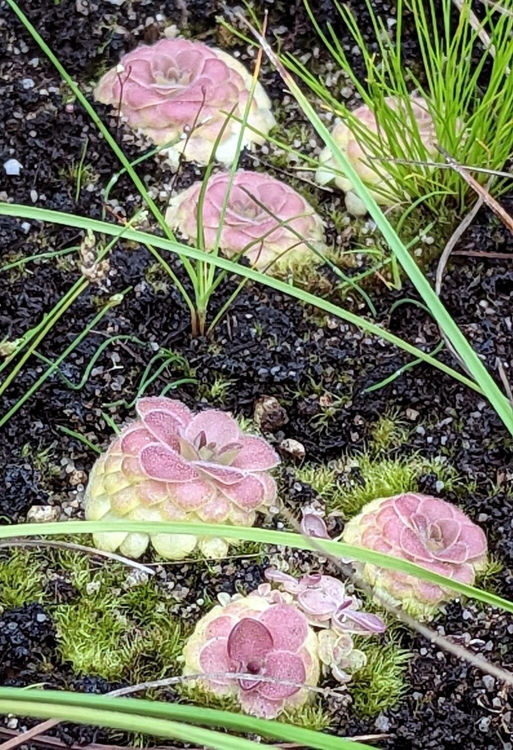 Pinguicula laueana habit