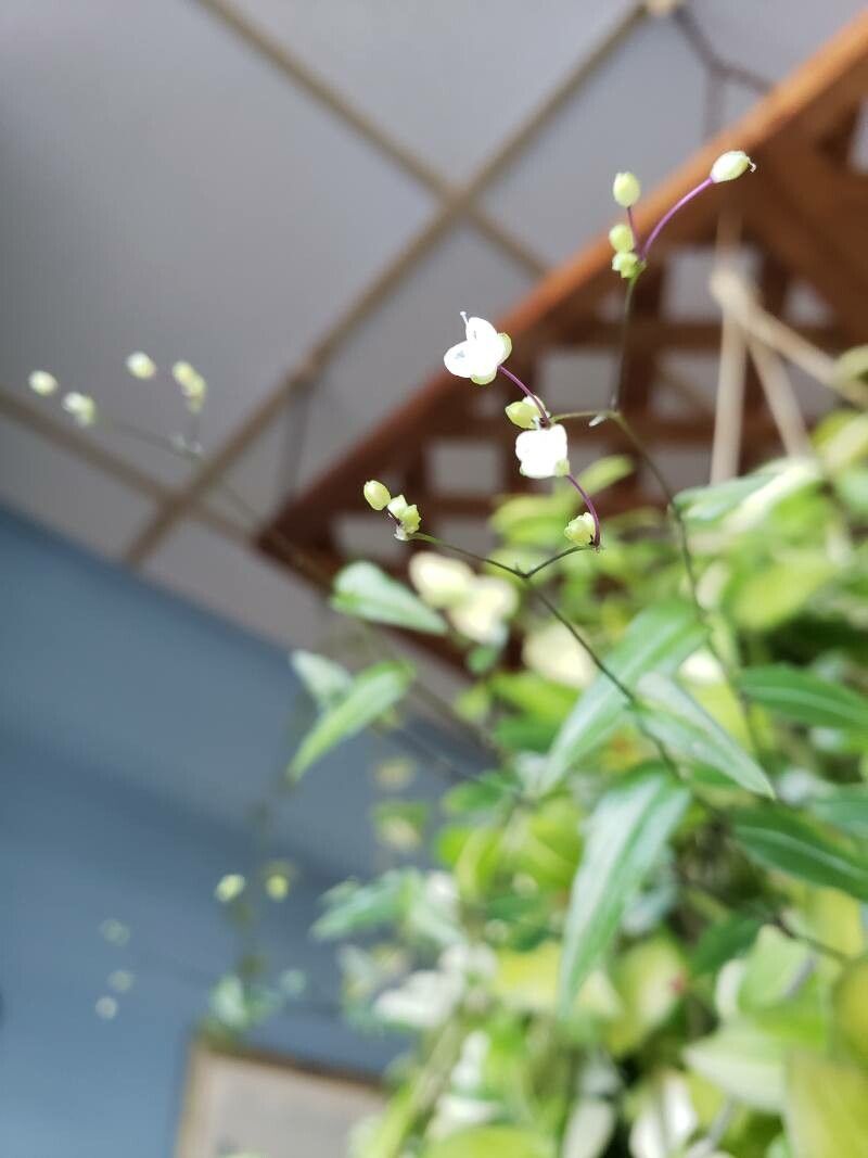 Gibasis geniculata flower