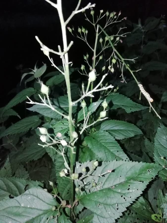 Cryptotaenia canadensis fruit