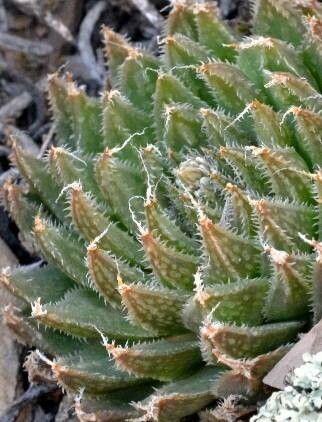 Haworthia nortieri — houseplant care guide