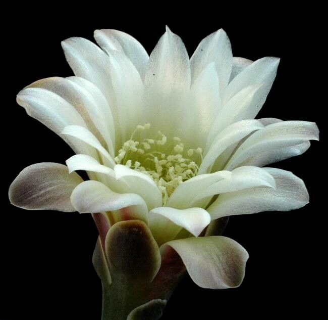 Gymnocalycium taningaense — search result for 'Gymnocalycium'