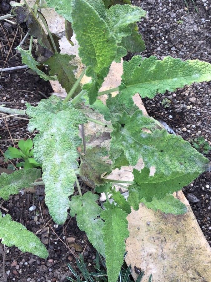 Salvia namaensis — search result for 'Namibia'