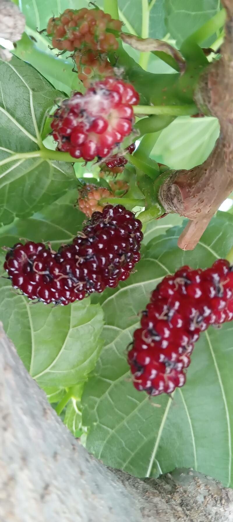 Morus kagayamae fruit