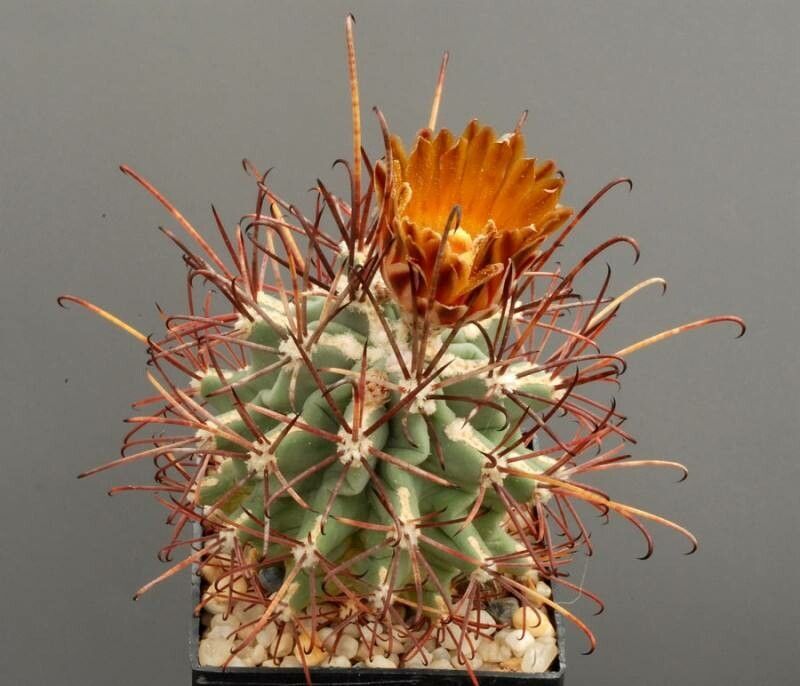 Ferocactus uncinatus habit