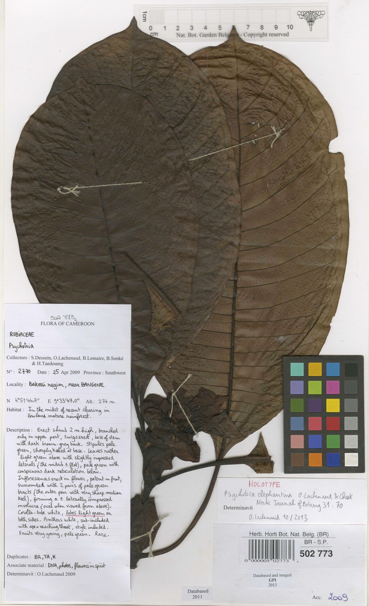 Psychotria elephantina — houseplant care guide
