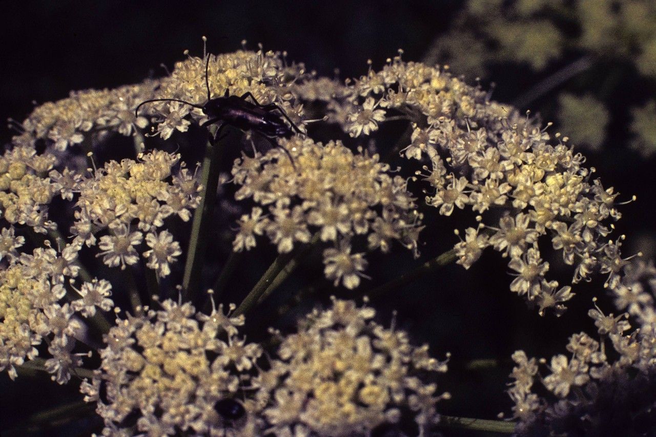 Oxypolis occidentalis flower