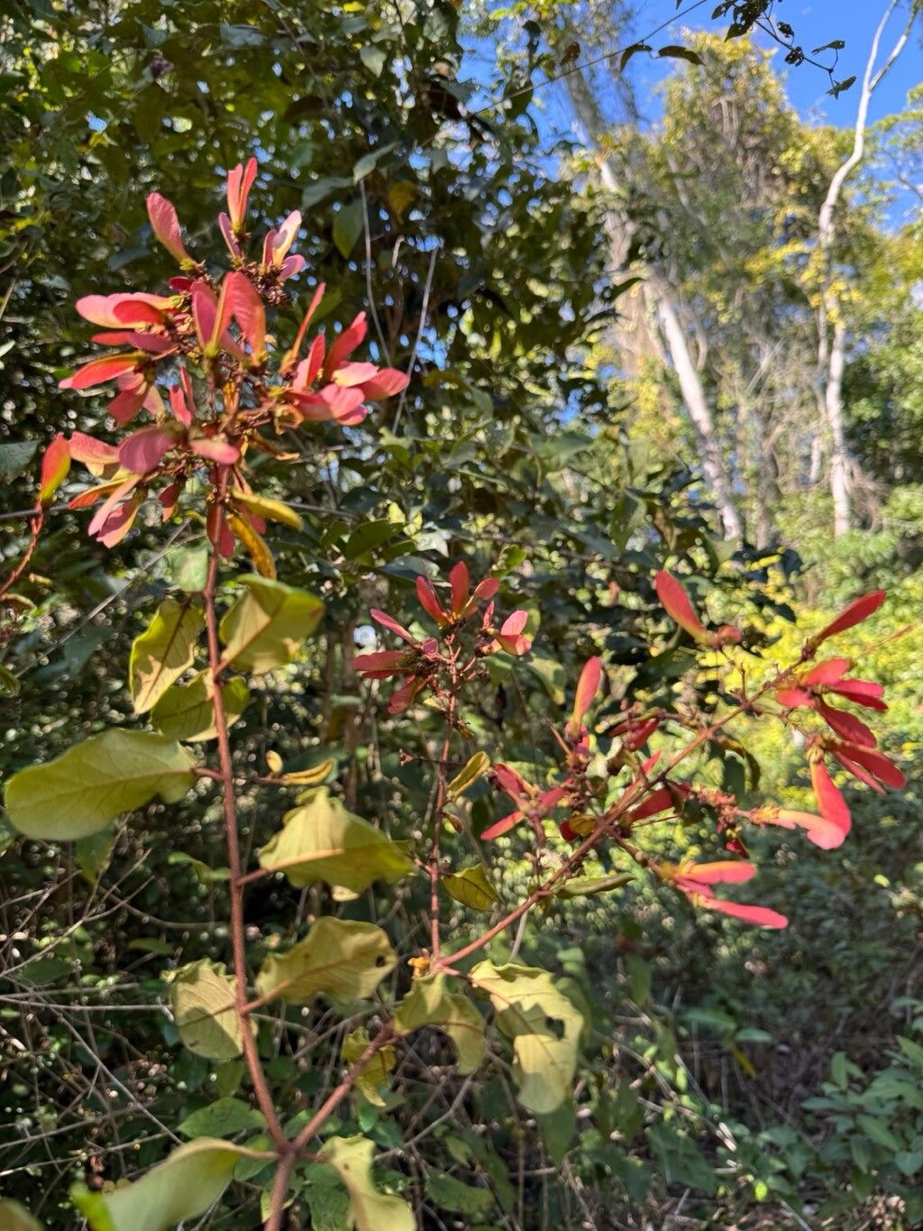 Heteropterys rufula fruit