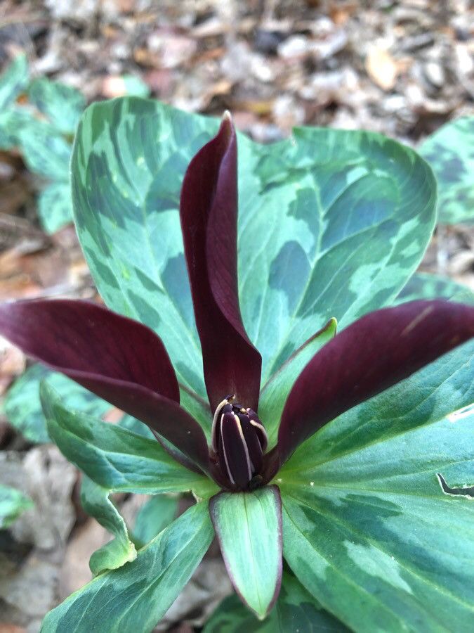 Trillium maculatum flower
