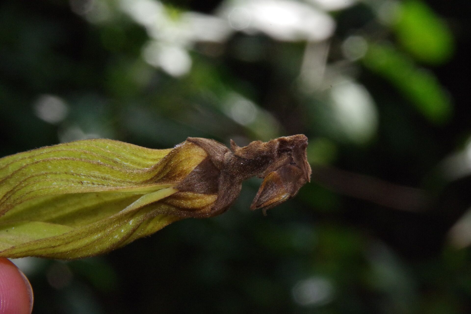 Piptostigma calophyllum flower