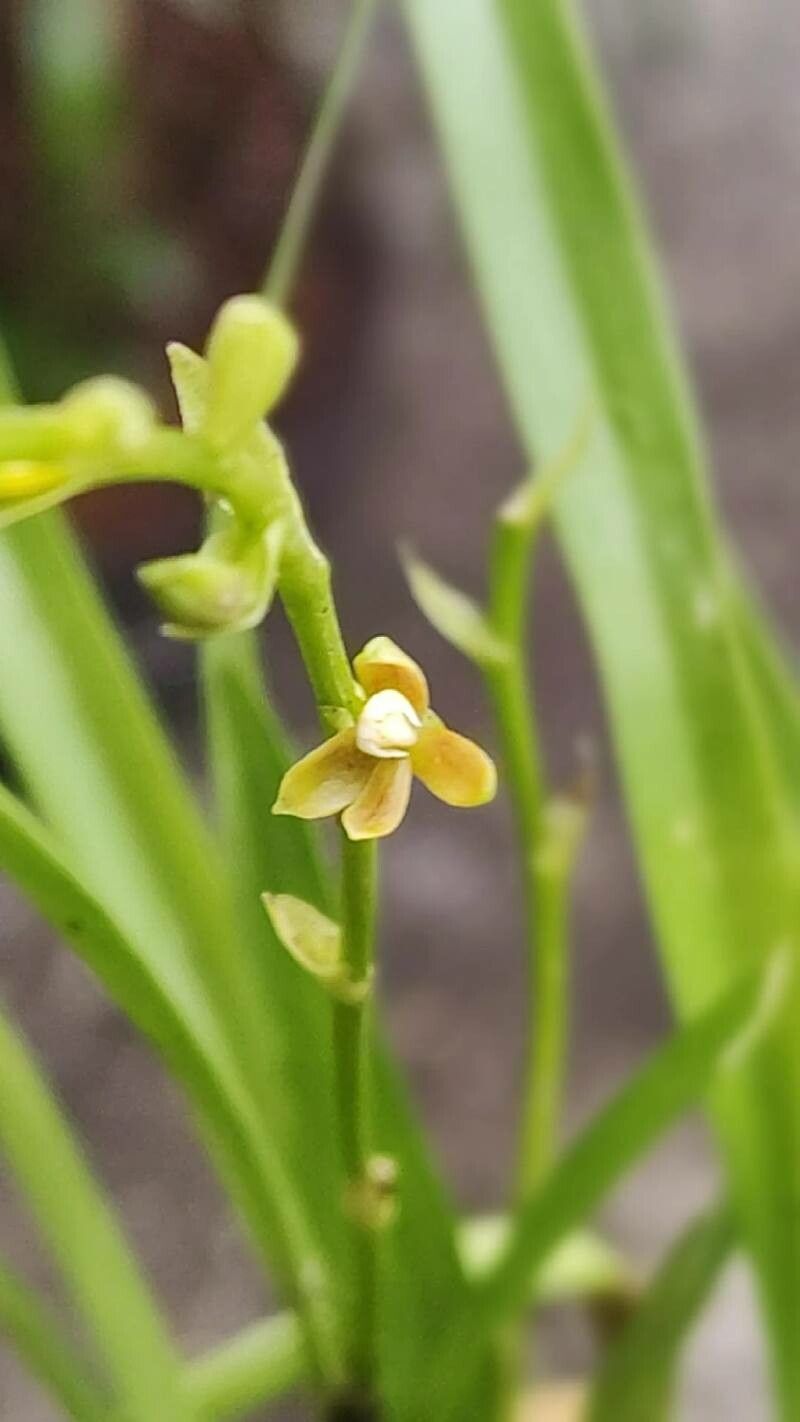 Prosthechea ochracea flower