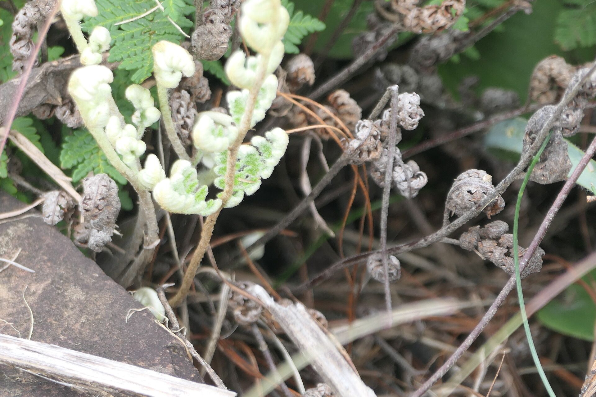 Hemionitis eckloniana bark