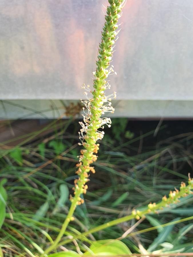 Plantago cornuti flower