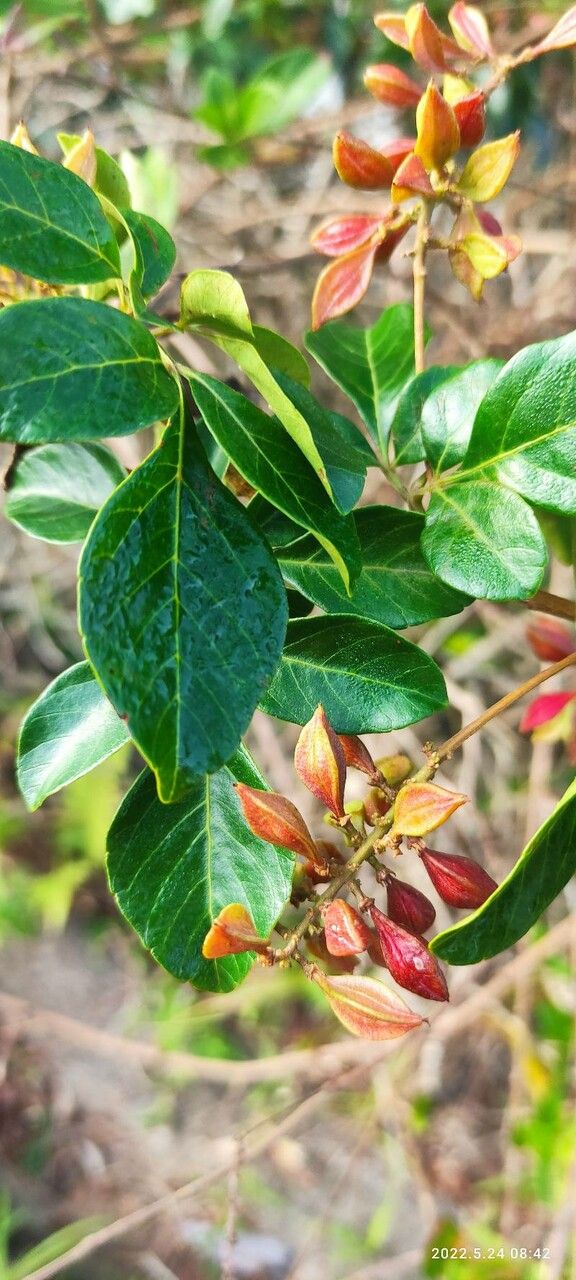 Paullinia trigonia fruit