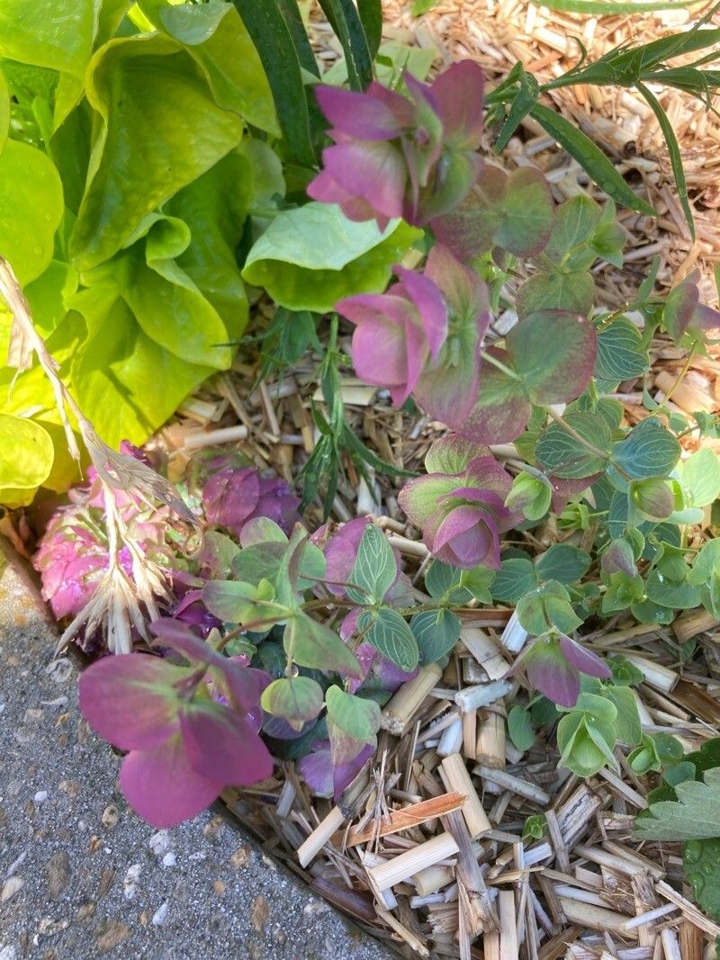 Origanum rotundifolium leaf